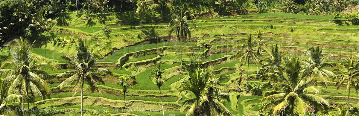Peter Bellingham Photography Rice Terraces - Bali H (PBH4 00 16584)